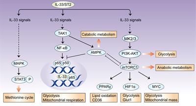 Interleukin-33: Metabolic checkpoints, metabolic processes, and epigenetic regulation in immune cells